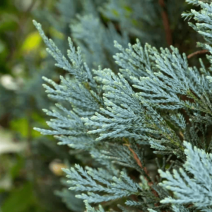 Blue Cypress Oil