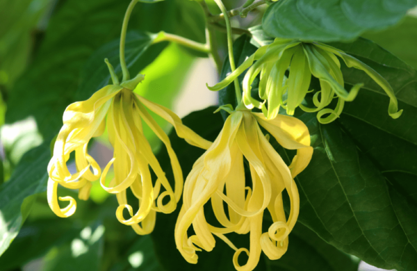 Cananga Oil
