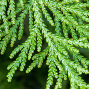 Cedar Leaf Oil