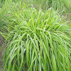 Citronella Oil