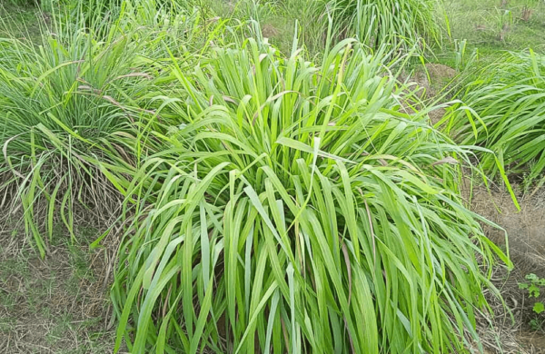 Citronella Oil