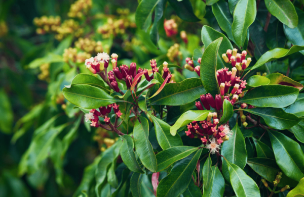 Clove Terpenes
