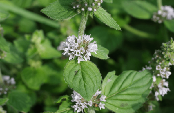 Cornmint Oil