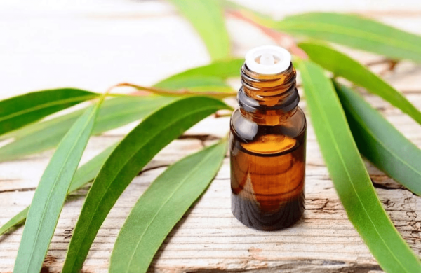 Eucalyptus Oil