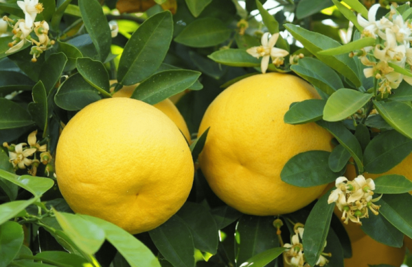 Grapefruit Oil White