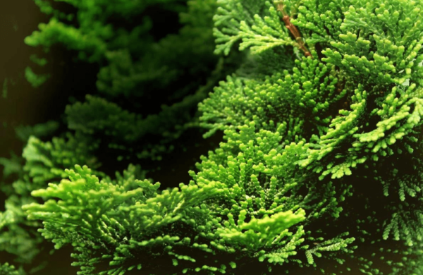 Hinoki Oil
