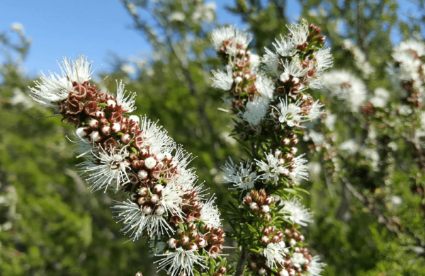 Kunzea Oil
