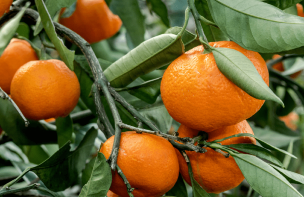 Mandarin Oil Red