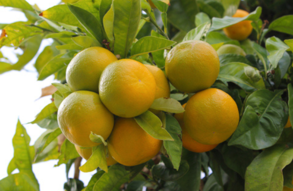 Mandarin Oil Yellow