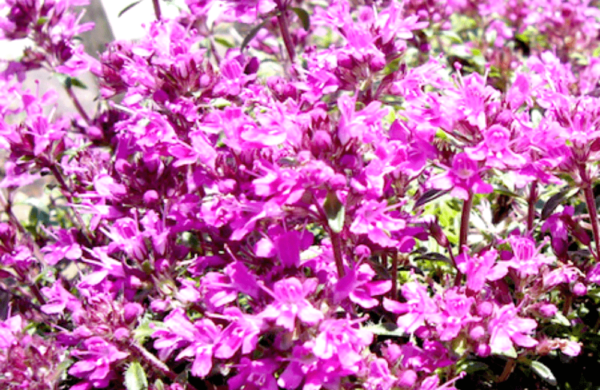 Thyme Oil Red
