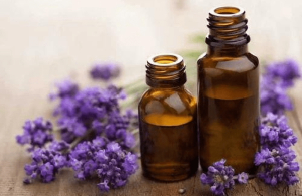 Lavender Oil Kashmir