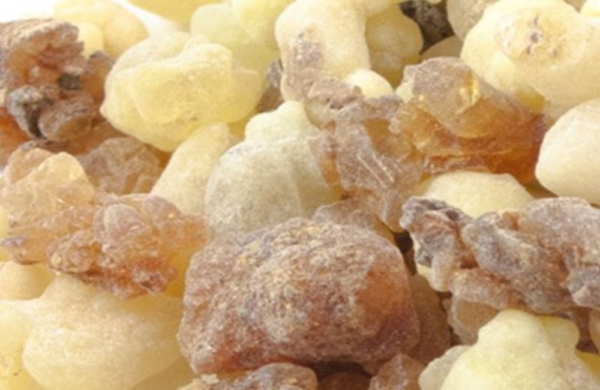 OLIBANUM OIL2