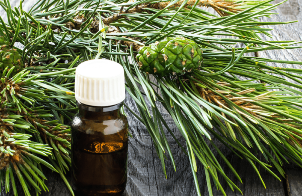 Pine Needles Oil