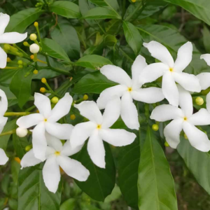Jasmine Absolute (Grandiflorum)