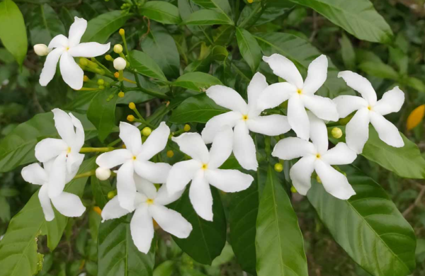 Jasmine Absolute (Grandiflorum)