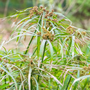 Cypriol Oil