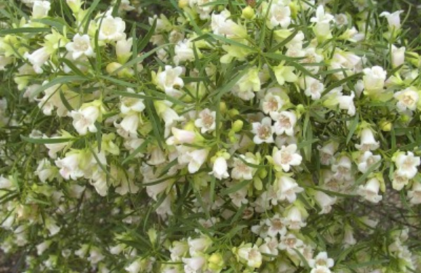 Buddawood Oil